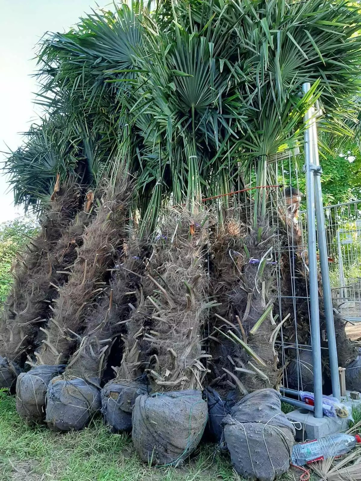 PALME TRACHYCARPUS FORTUNEI HÖHE 200CM WINTERHART -19 GRAD Top Qualität 2025