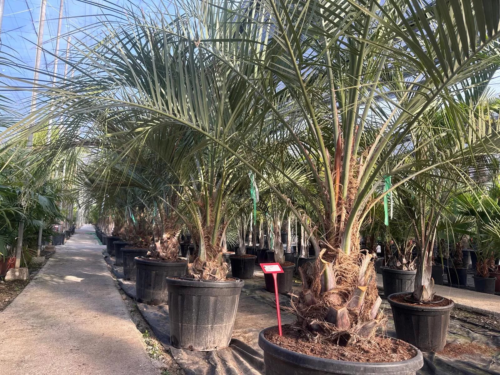 Butia Capitata HÖHE 300CM WINTERHART -15°C Stamm 30/40 cm Premium Qualität