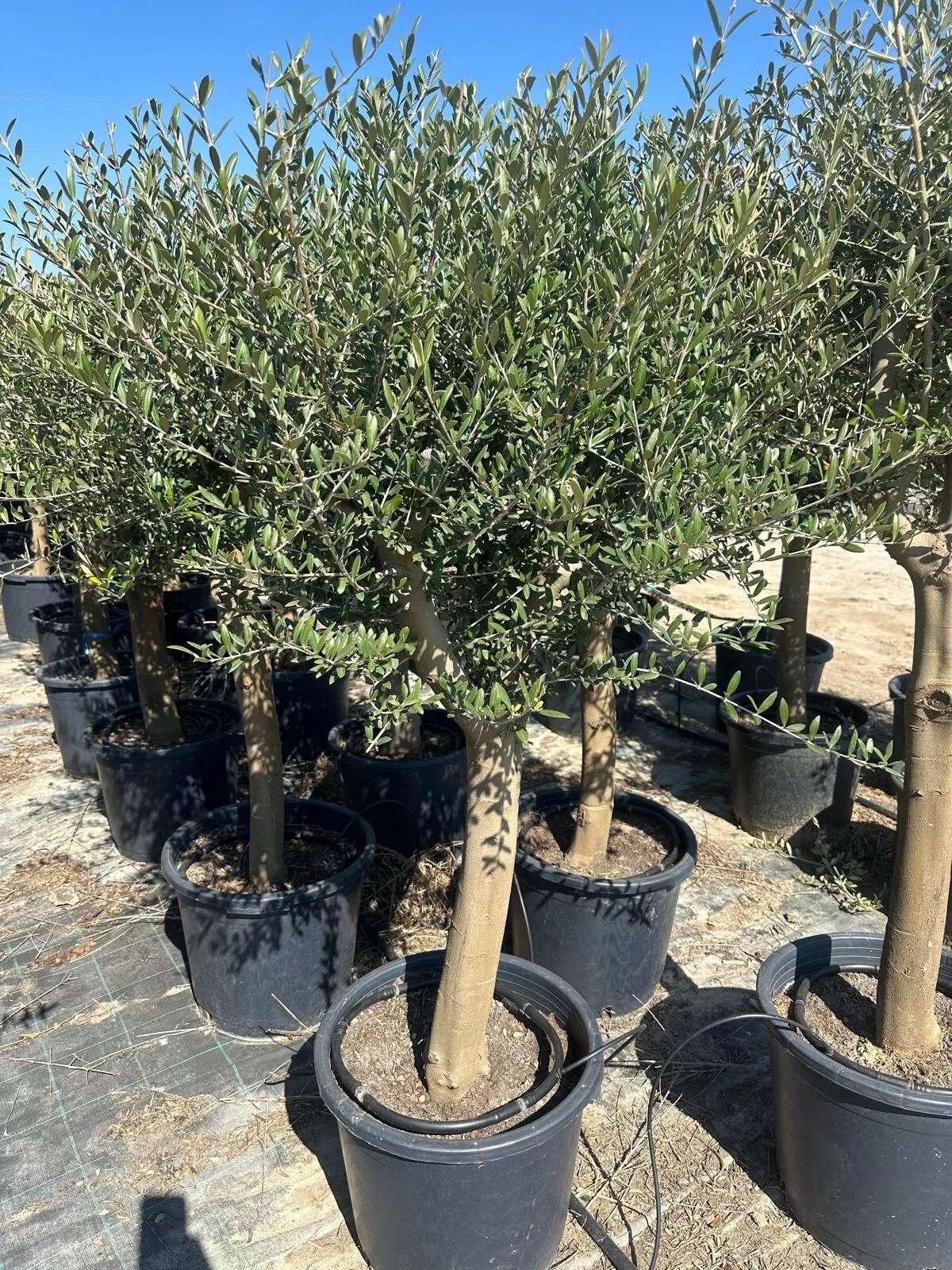 Olivenbaum ca. 30 Jahre Alt Winterhart bis -15 Höhe ca. 180cm Olea Europaea Wild