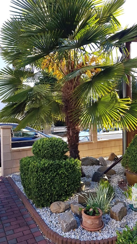 TRACHYCARPUS FORTUNEI HÖHE 350CM WINTERHART -19 GRAD Super Qualität 4