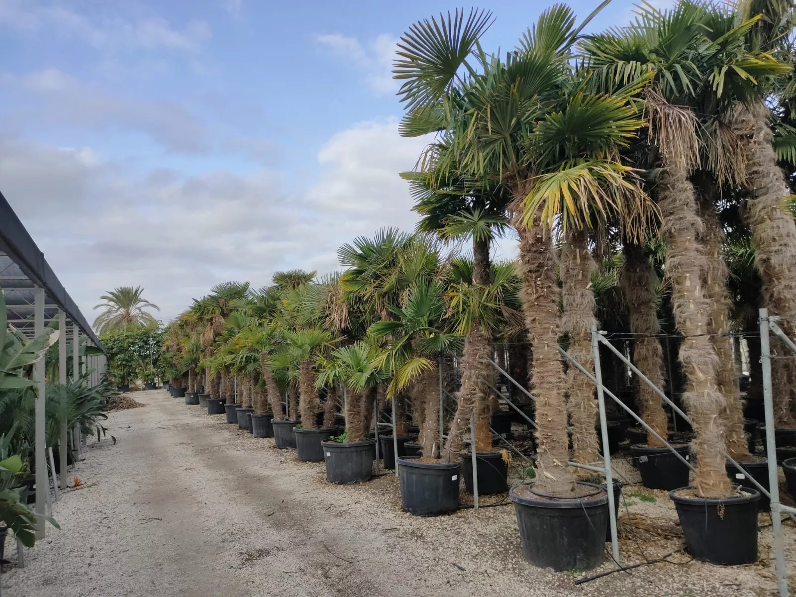TRACHYCARPUS FORTUNEI 350CM WINTERHART -19 GRAD Super Qualität 3