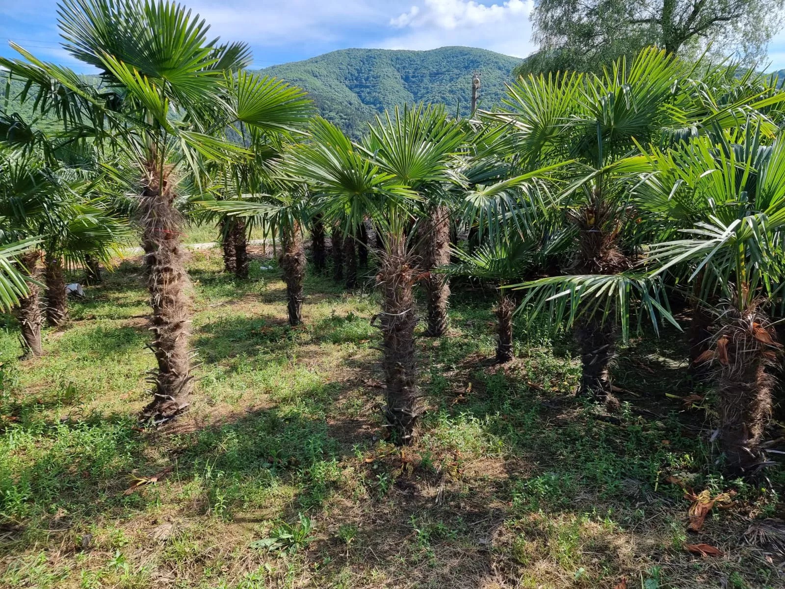 PALME TRACHYCARPUS FORTUNEI HÖHE 300CM WINTERHART -19 GRAD Top Angebot 2