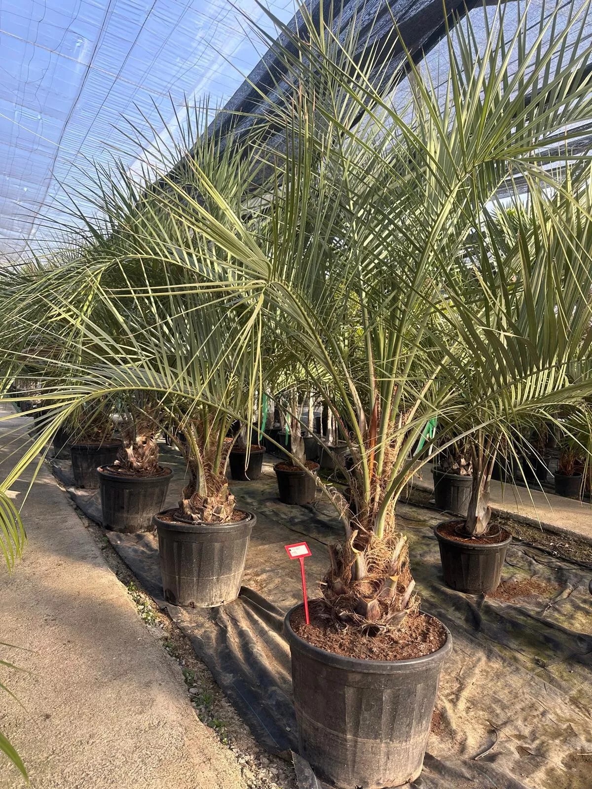 Butia Capitata HÖHE 300CM WINTERHART -15°C Stamm 30/40 cm Premium Qualität