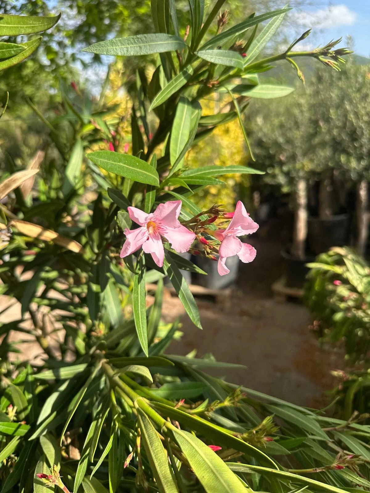 XXXL Nerium Oleander 180 cm Weiß Sehr gute Qualität aus Spanien