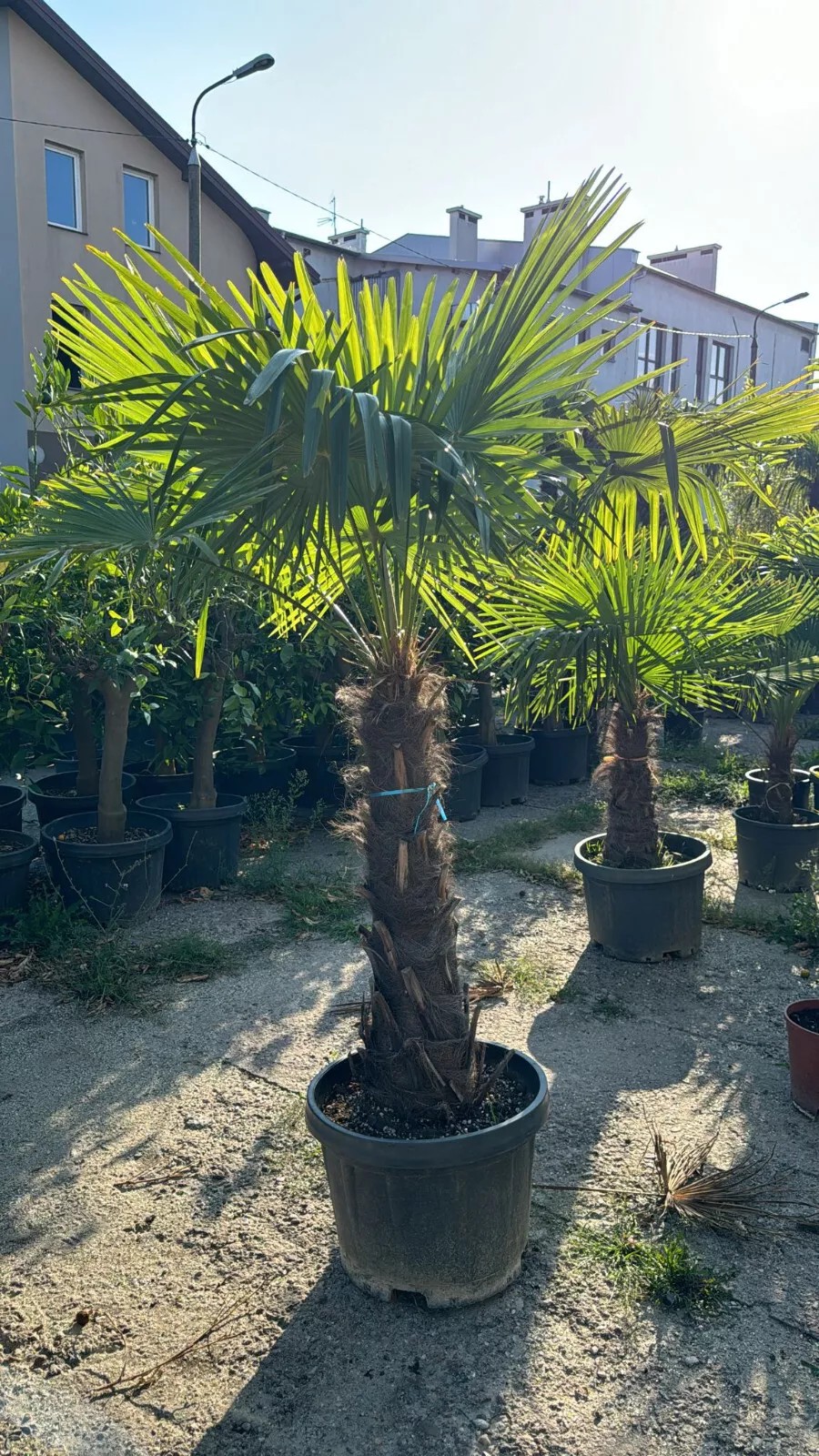 Palme Trachycarpus fortunei höhe 160CM Winterhart-19 GRAD Top Premium Qualität 1