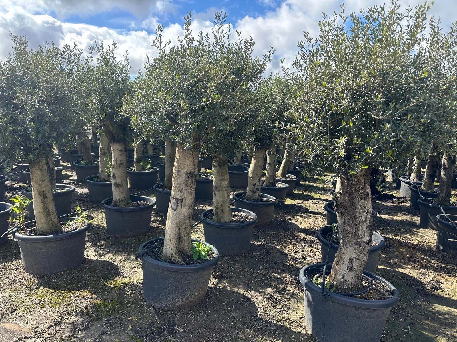 Olivenbaum Olea Europaea ca. 60 Jahre Alt extra Dicke Stämme 2 Meter Höhe