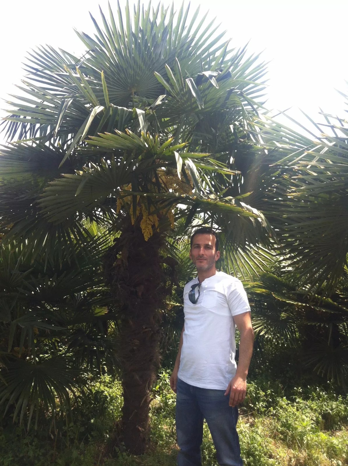 TRACHYCARPUS FORTUNEI 250cm Höhe WINTERHART -19 GRAD Top Angebot 6