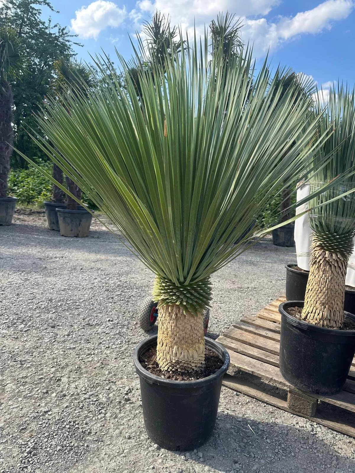 Yucca Rostrata ca.160cm Winterhart bis -19 Grad Premium Qualität blaue Palmlili