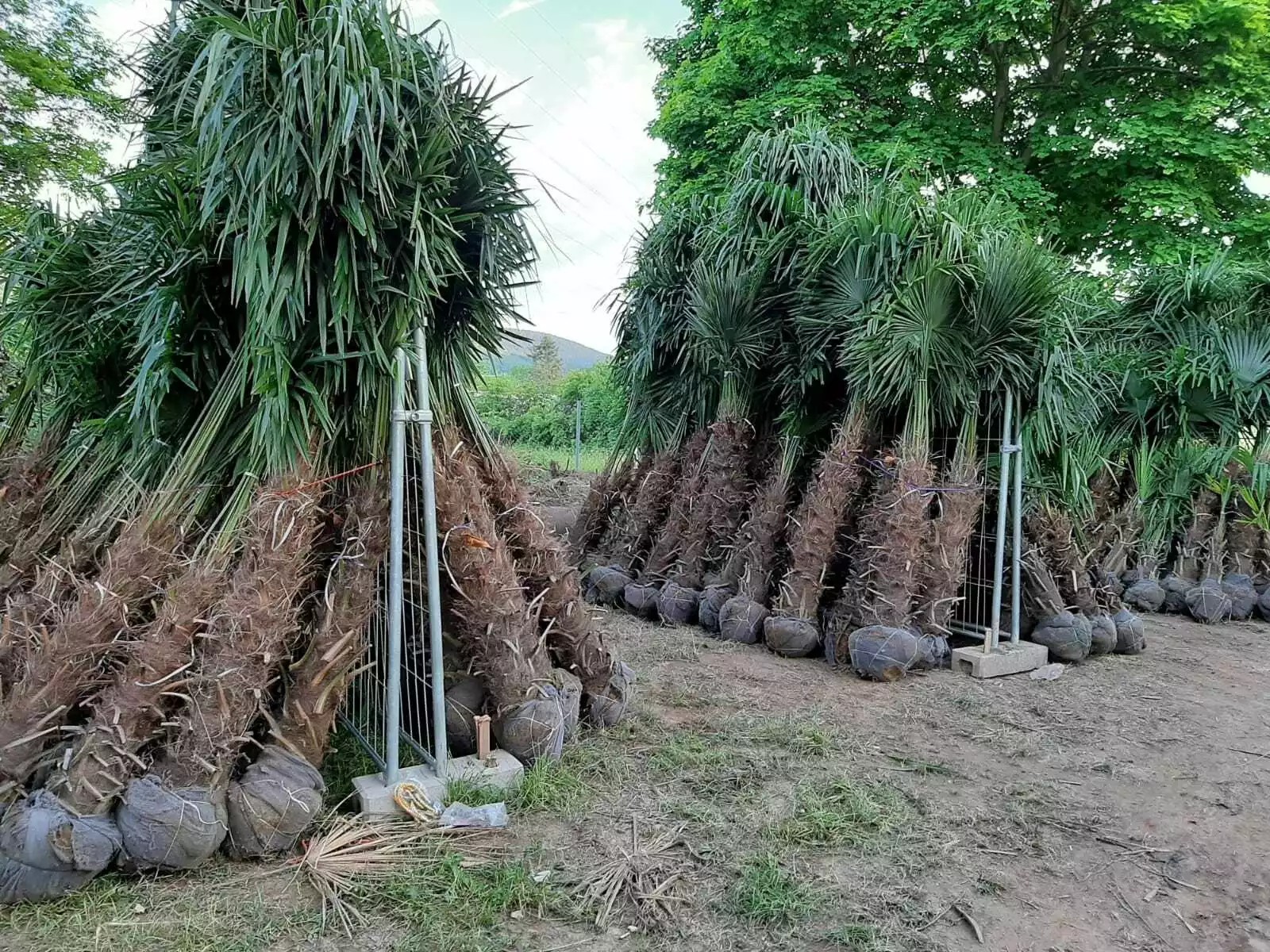 PALME TRACHYCARPUS FORTUNEI HÖHE 260CM WINTERHART -19 GRAD Top Angebot 1
