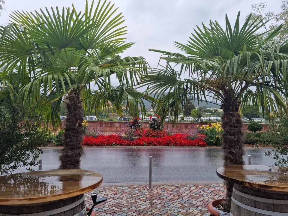 PALME TRACHYCARPUS FORTUNEI HÖHE 350CM WINTERHART -19 GRAD Super Qualität 1