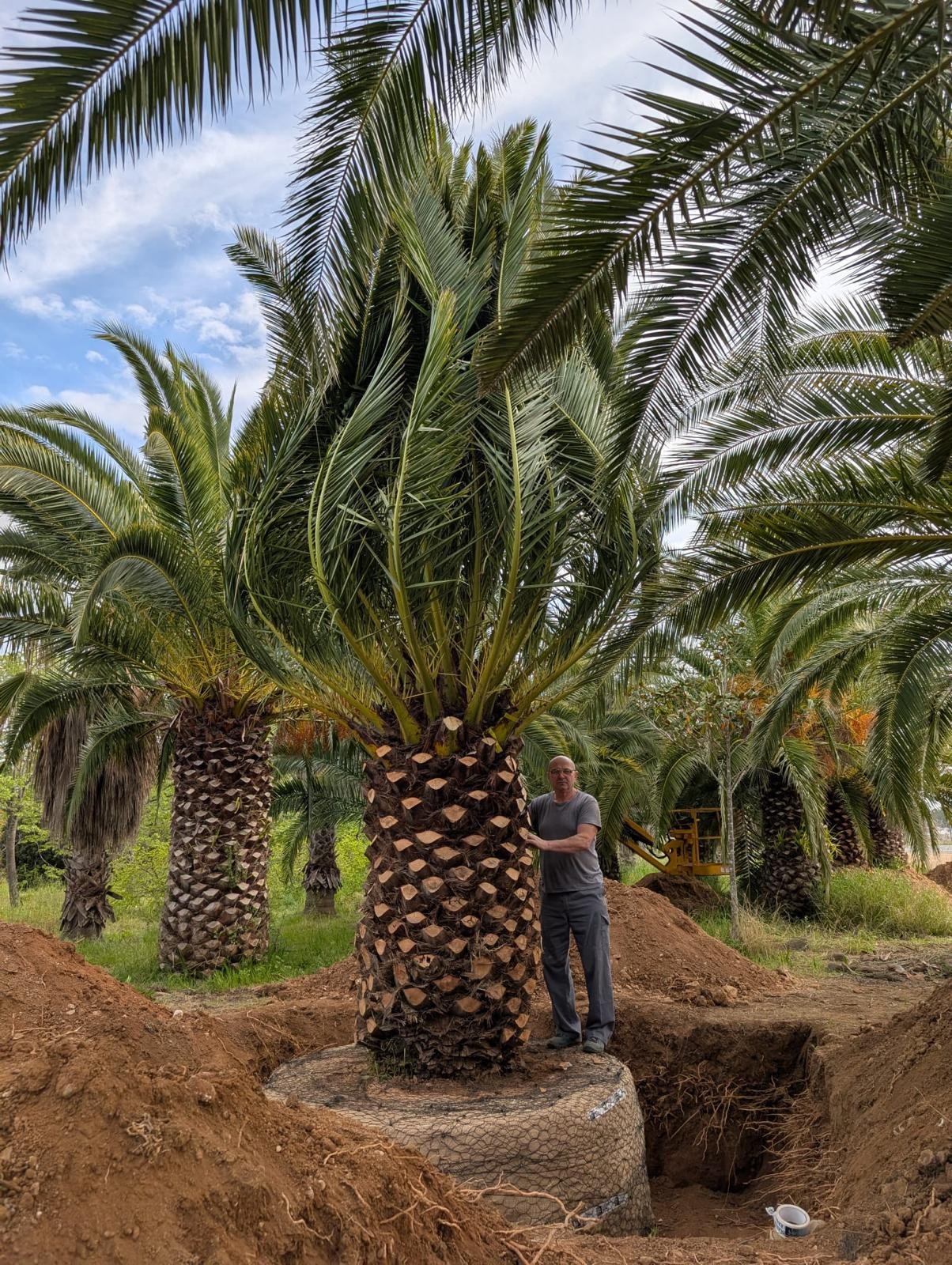 XXXXXL Palme Phoenix Canariensis höhe 8 Meter Winterhart -12 Grad VIP Exemplar