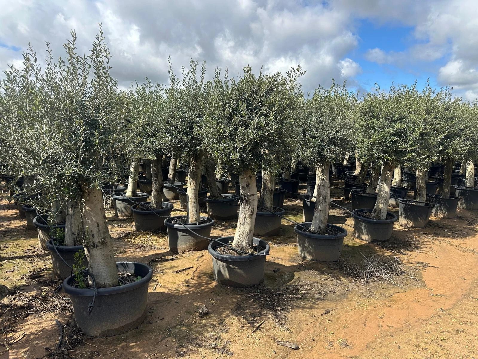 Olivenbaum Olea Europaea ca. 60 Jahre Alt extra Dicke Stämme 2 Meter Höhe
