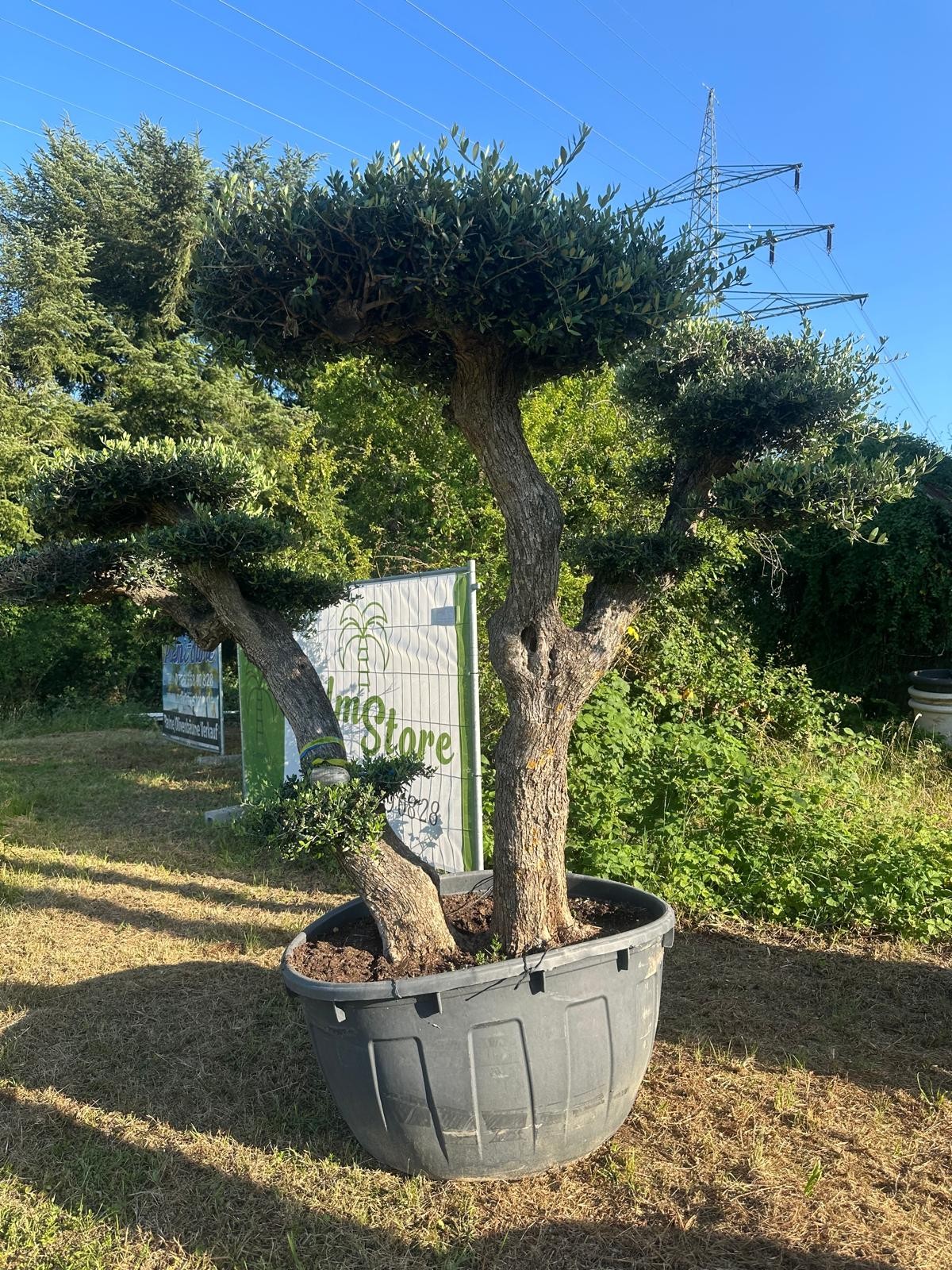 Olivenbaum Bonsai „PON PON“ – 250 Jahre mediterrane Ausstrahlung in meisterhafter Formschnittkunst