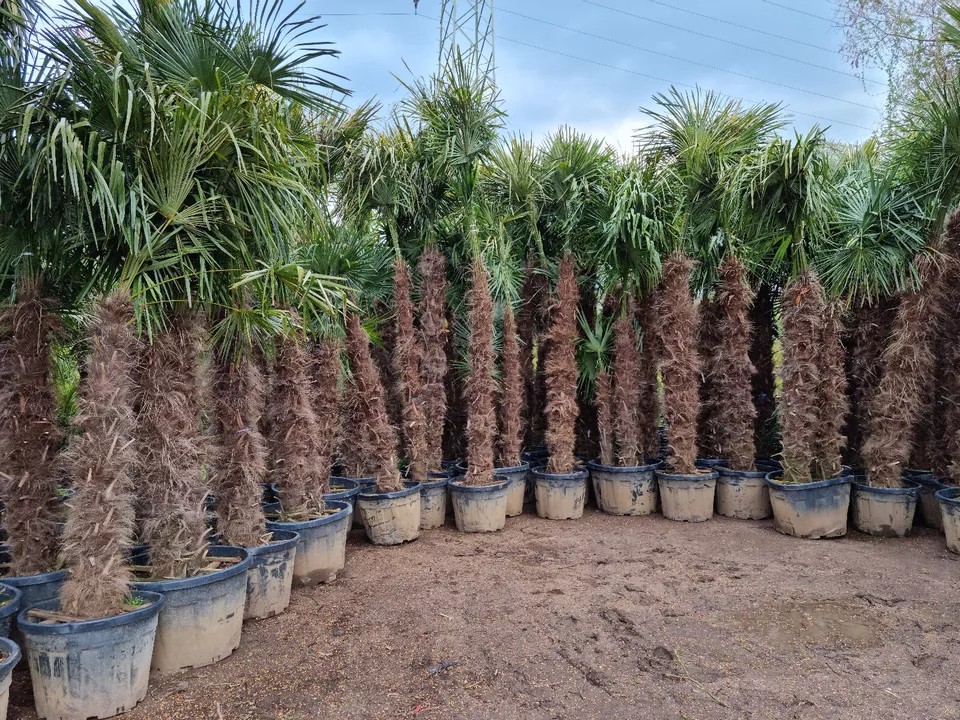 PALME TRACHYCARPUS FORTUNEI HÖHE 350CM WINTERHART -19 GRAD Super Qualität 1