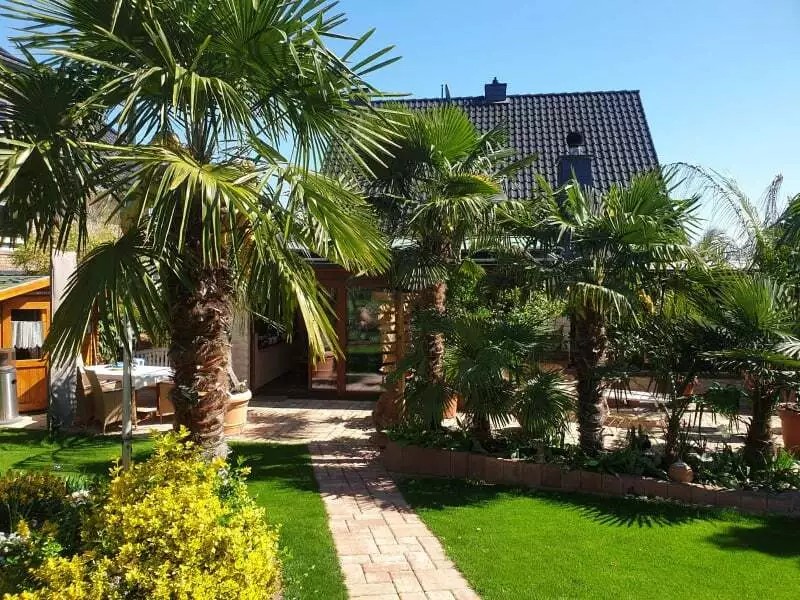 TRACHYCARPUS FORTUNEI 350CM HÖHE WINTERHART -19 GRAD Super Qualität 1