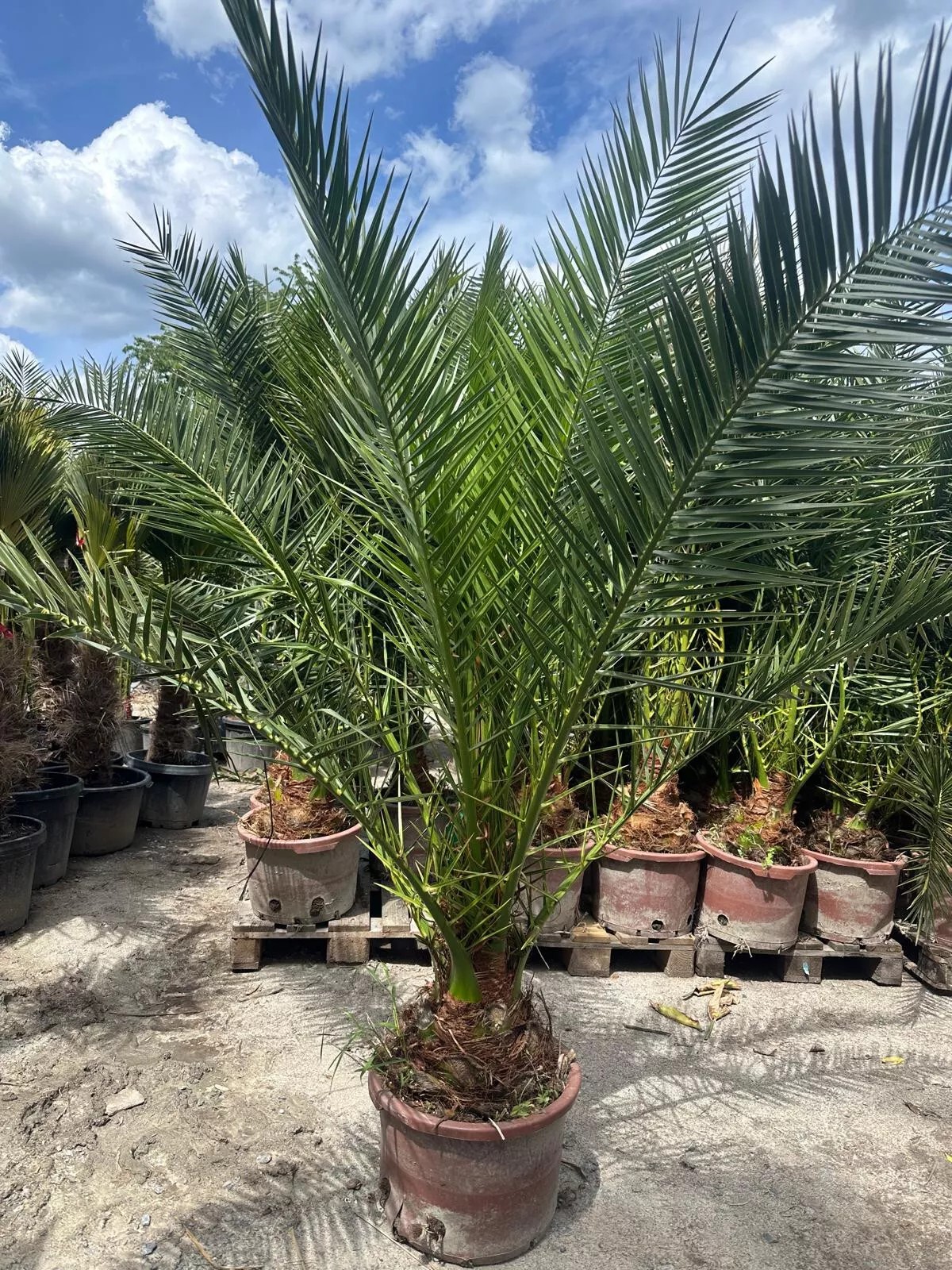 Phoenix Canariensis 300cm HÖHE Winterhart -12 Grad Spitzen Qualität