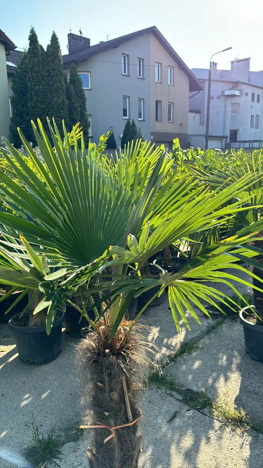Palme Trachycarpus fortunei höhe 160CM Winterhart-19 GRAD Top Premium Qualität 1