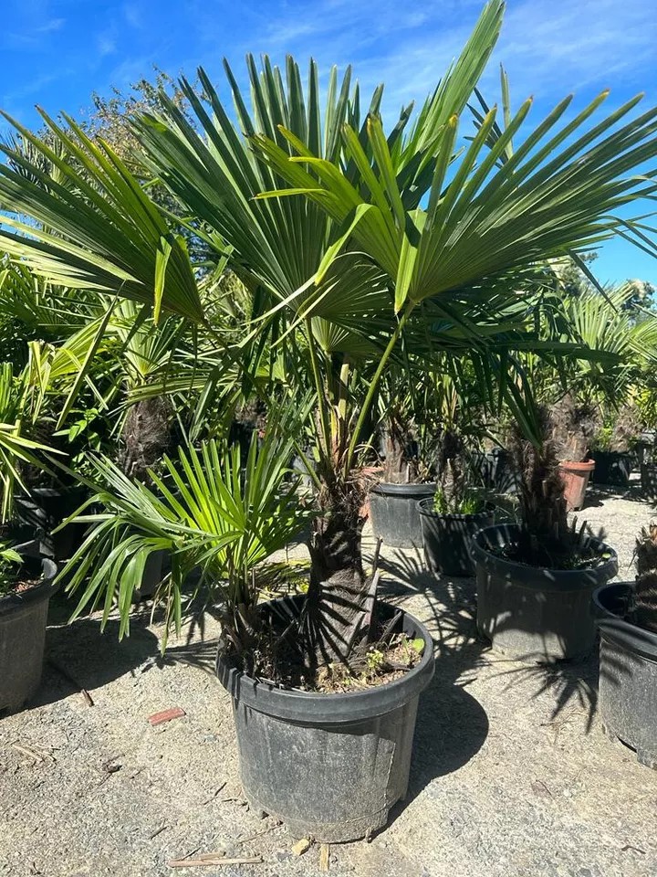 PALME TRACHYCARPUS FORTUNEI HÖHE 160CM WINTERHART -19 GRAD Doppelstämmig