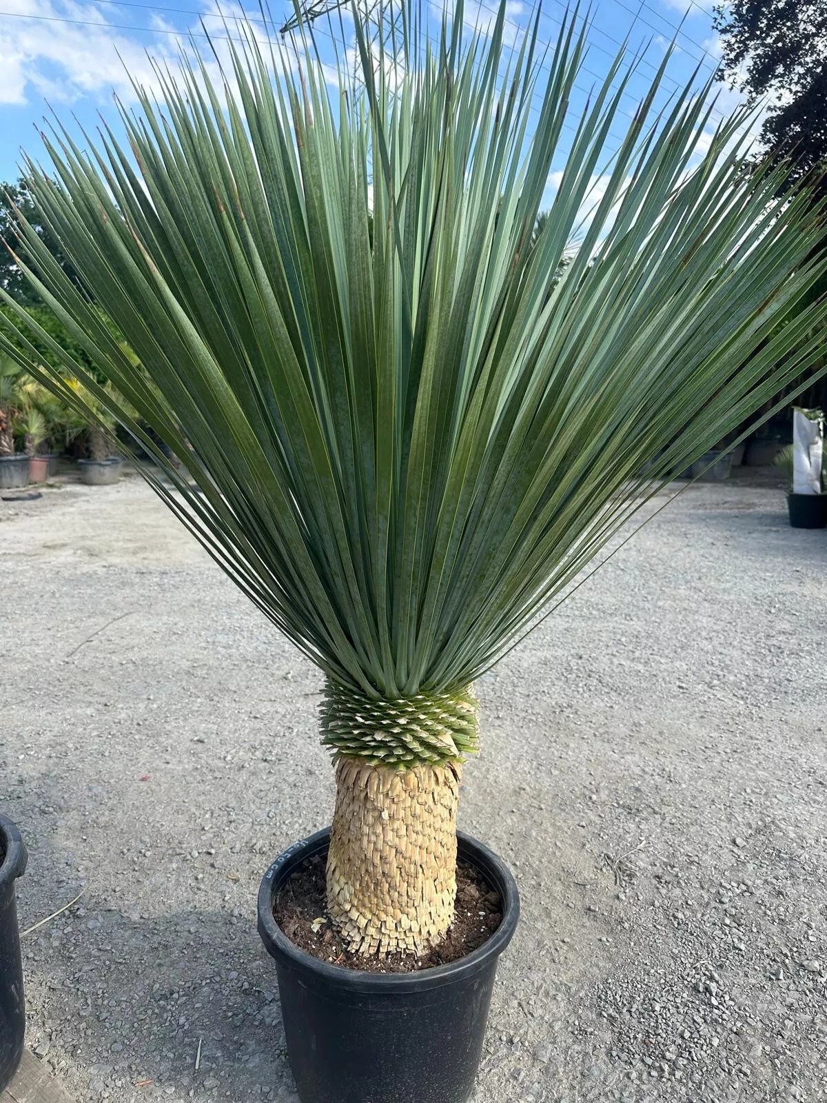 Yucca Rostrata ca.160cm Winterhart bis -19 Grad Premium Qualität blaue Palmlili