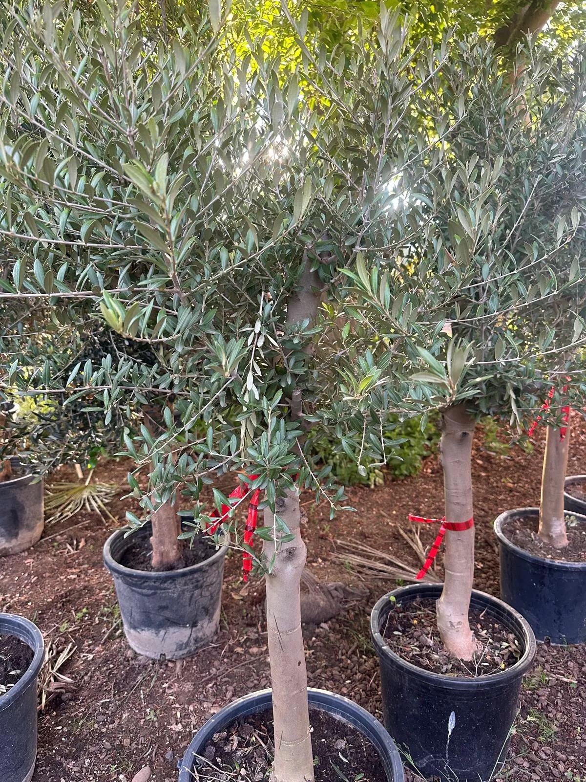 Olivenbaum ca. 30 Jahre Alt Winterhart bis -15 Höhe ca. 180cm Olea Europaea Wild