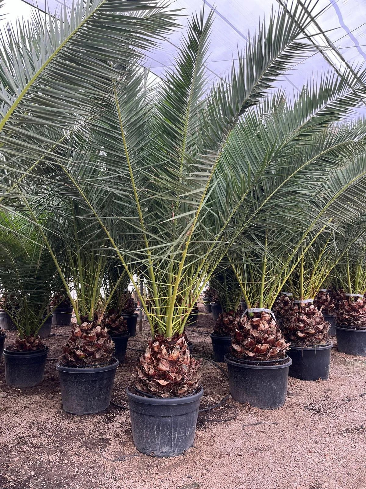 Phoenix Canariensis 300cm HÖHE Winterhart -12 Grad Spitzen Qualität