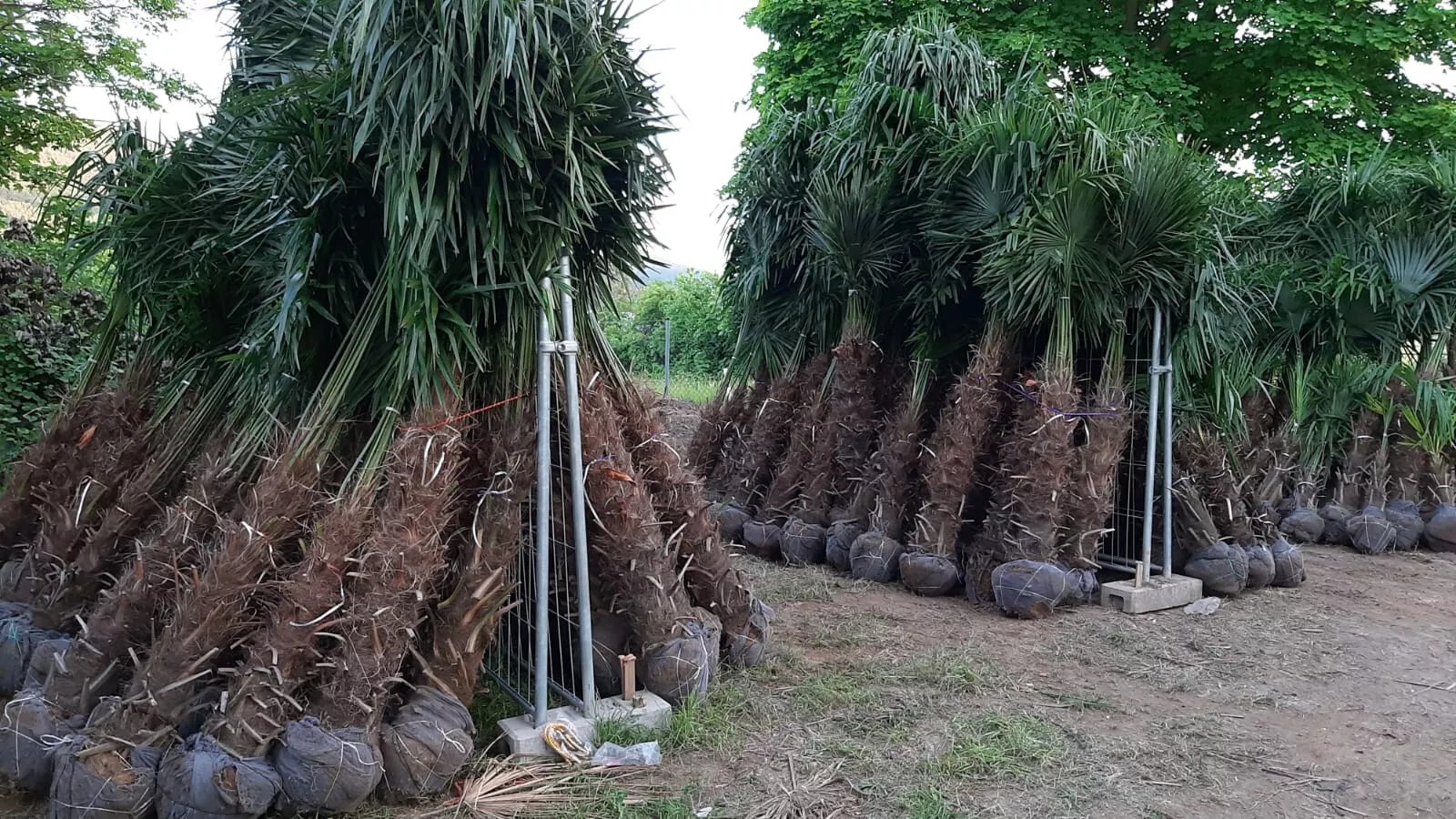 TRACHYCARPUS FORTUNEI HÖHE 300CM WINTERHART -19 GRAD Top Qualität 2025