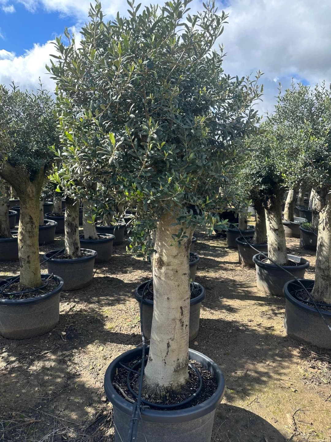 rhododendron ebay PJM Elite Rhododendron for Sale