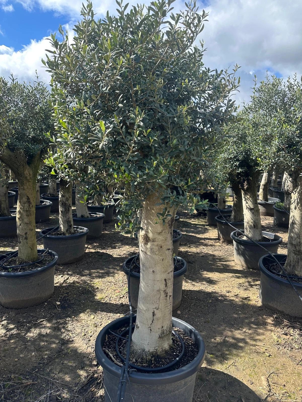 Olivenbaum Olea Europaea ca. 60 Jahre Alt extra Dicke Stämme 2 Meter Höhe