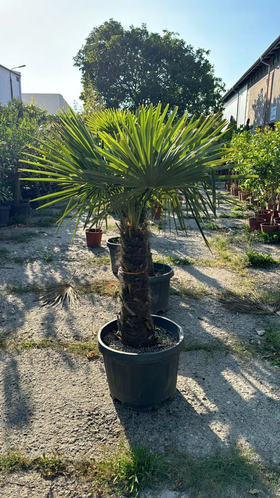 Palme Höhe 160CM Trachycarpus fortunei Winterhart-19 GRAD Top Premium Qualität 1