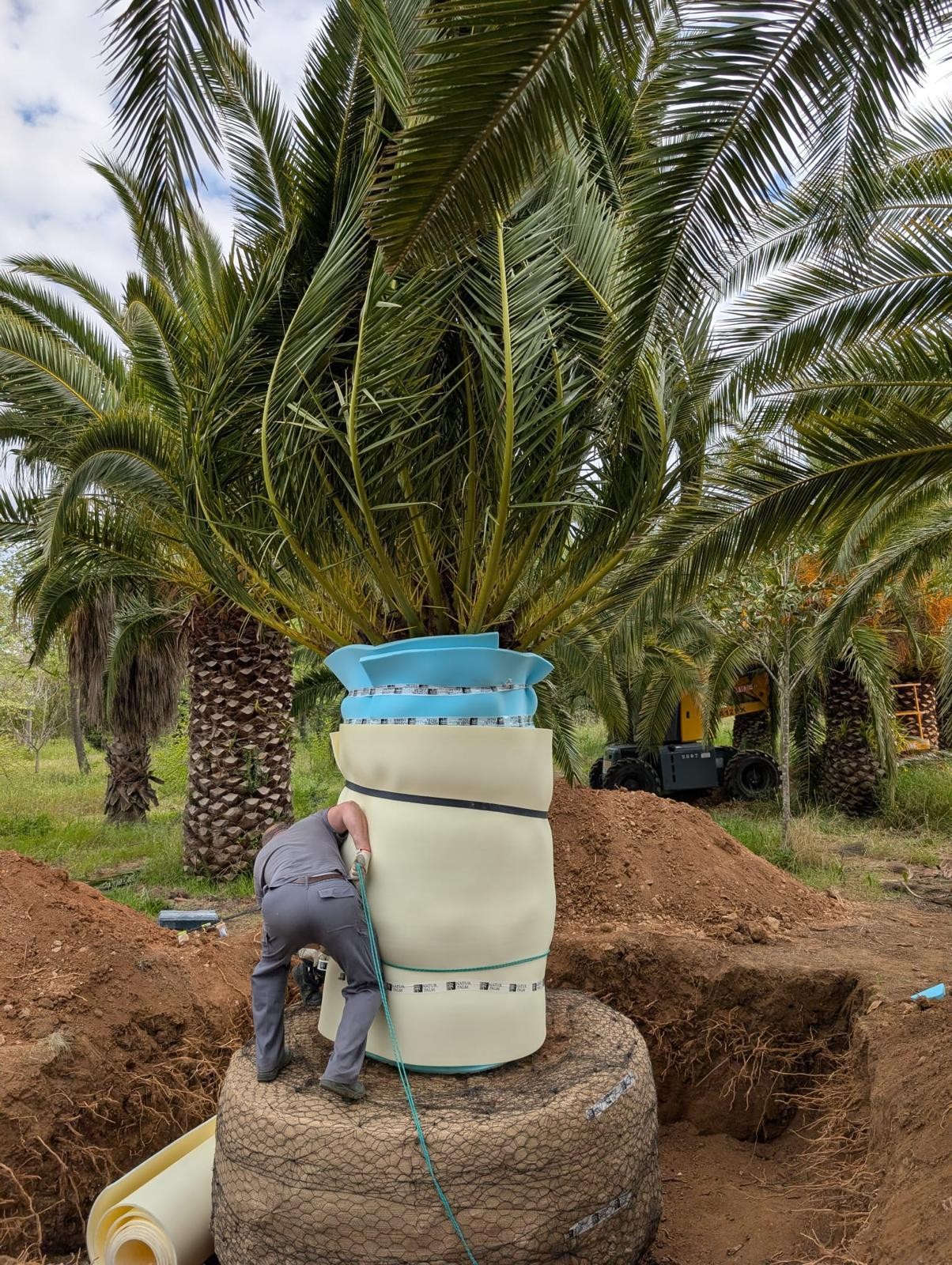 XXXXXL Palme Phoenix Canariensis höhe 8 Meter Winterhart -12 Grad VIP Exemplar