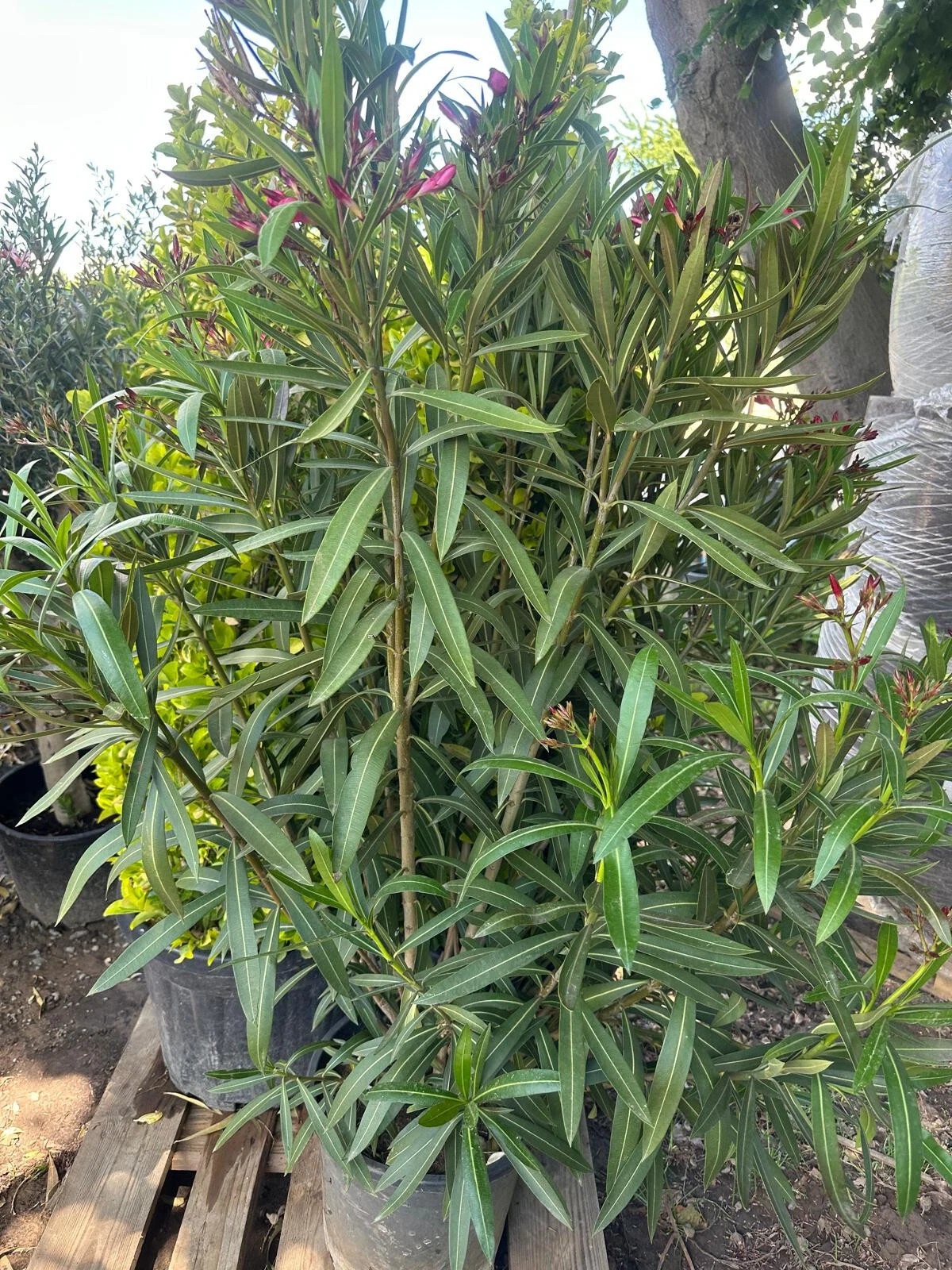 XXXL Nerium Oleander 180 cm Weiß Sehr gute Qualität aus Spanien