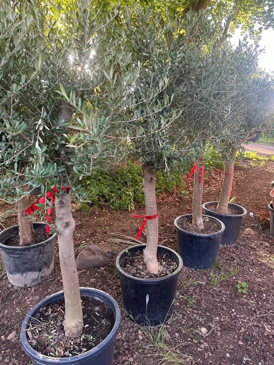 Olivenbaum ca. 30 Jahre Alt Winterhart bis -15 Hhe ca. 180cm Olea Europaea  Wild