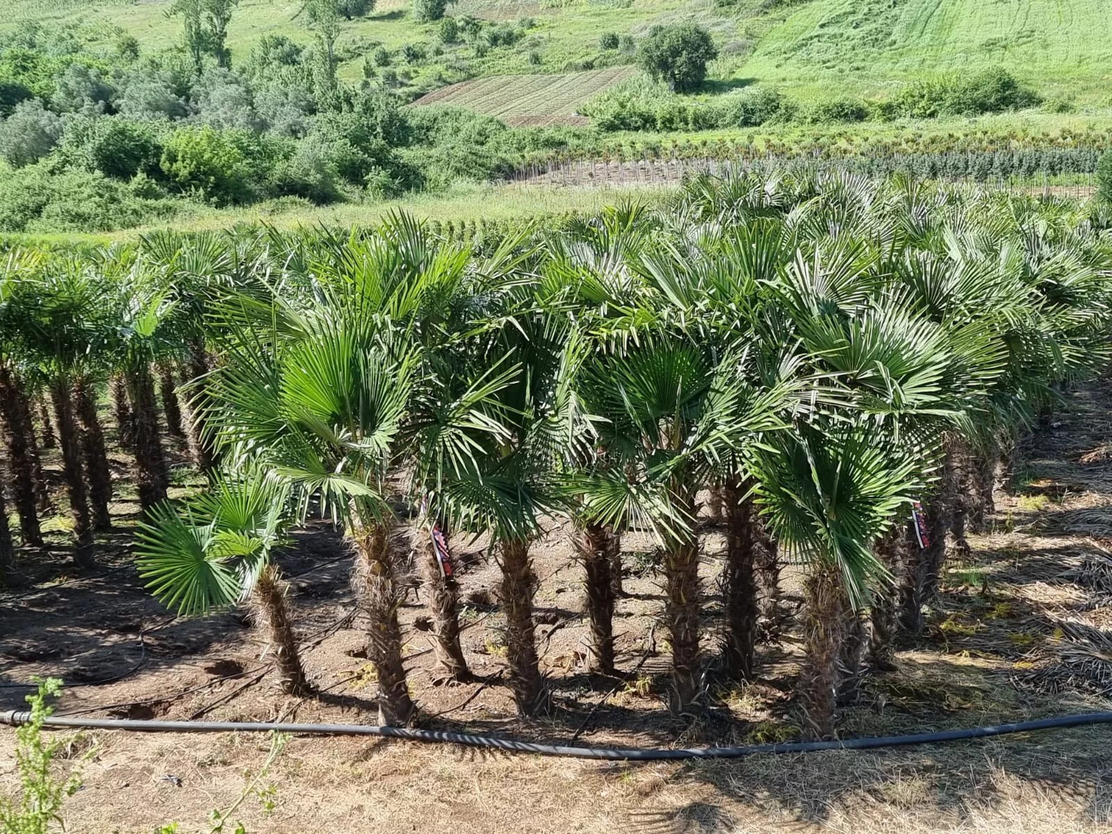 PALME HÖHE 350CM TRACHYCARPUS FORTUNEI WINTERHART -19 GRAD Super Qualität 6