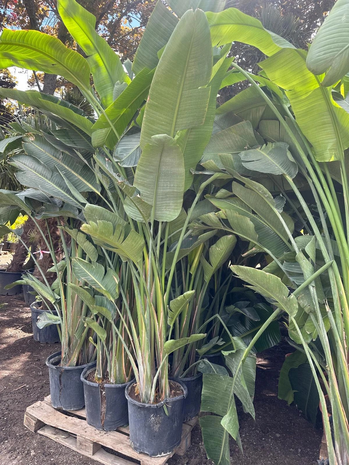 Strelitzia augusta nicolai Baumstrelitzie Paradiesvogelblume 300 cm 1A Qualität