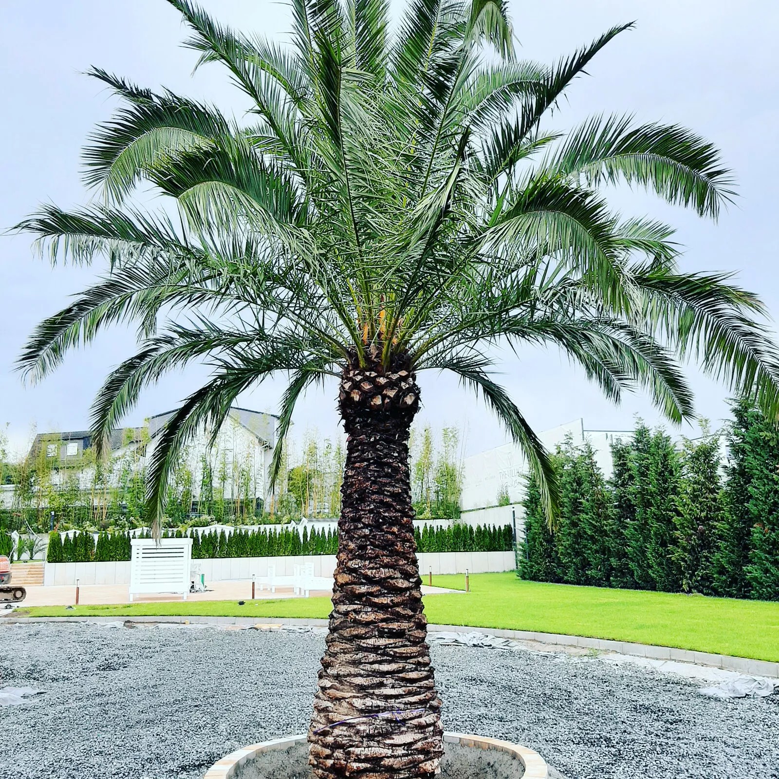 Palme Phoenix Canariensis HÖHE 8 Meter Winterhart -12 Grad Spitzen Qualität