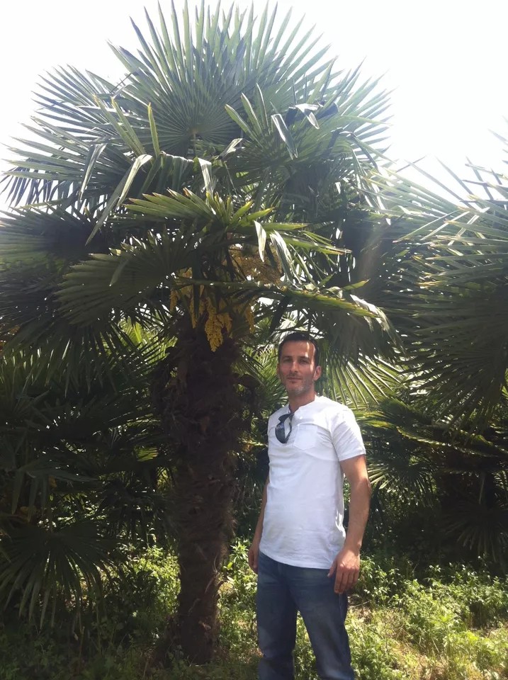 PALME TRACHYCARPUS FORTUNEI HÖHE 350CM WINTERHART -19 GRAD Super Qualität 1