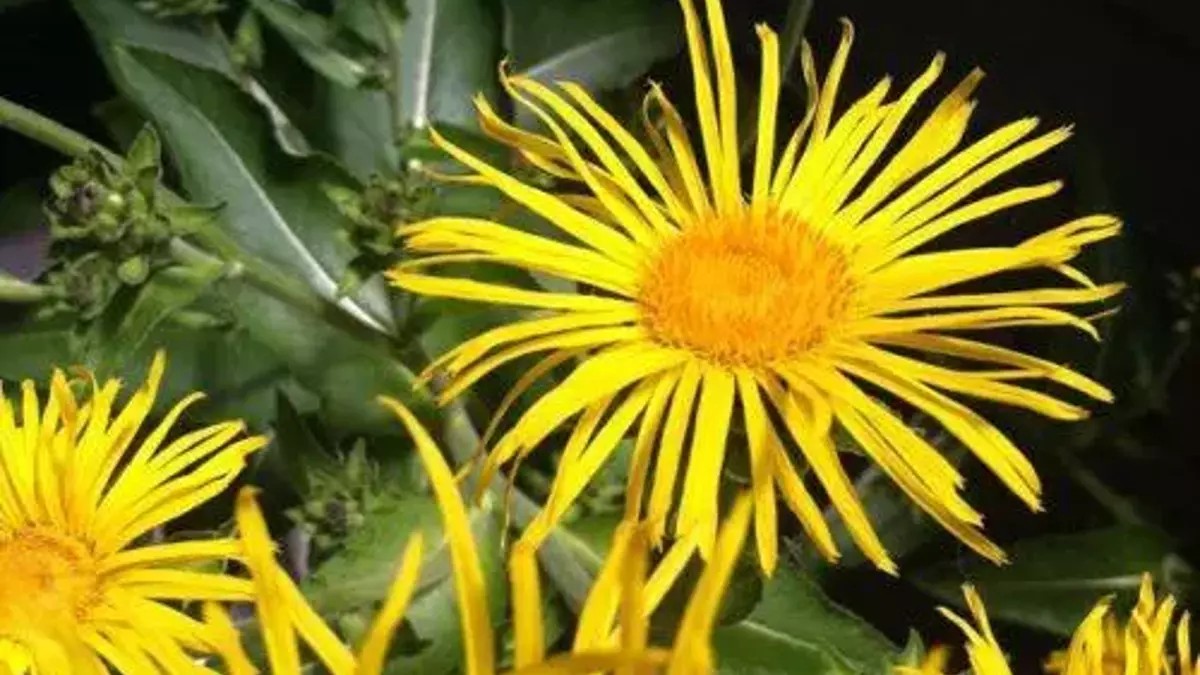 What Is Elecampane (Echter Alant)?