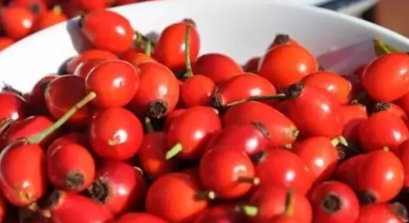 What Is Rosehip?
