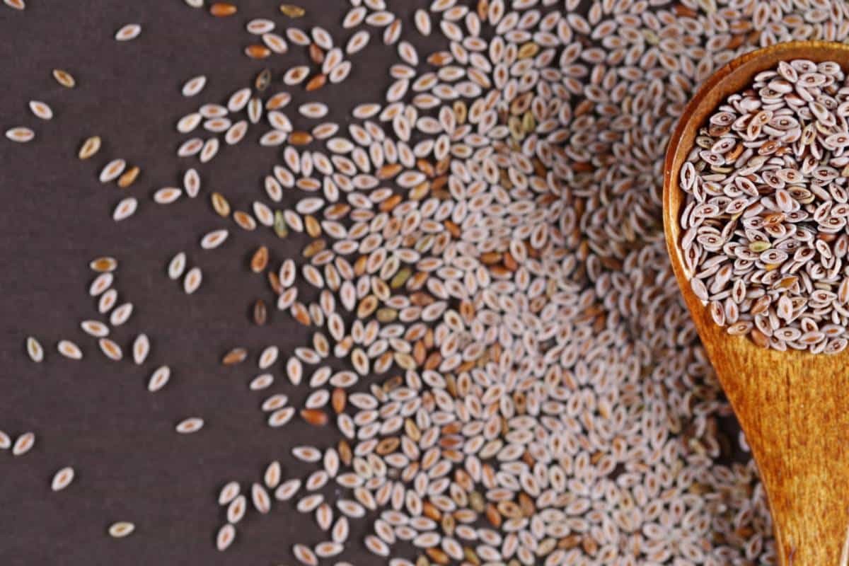 What Is Psyllium Husk?