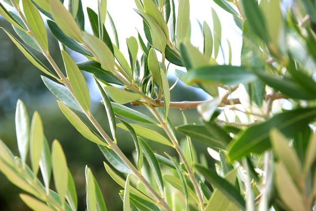 What Are the Benefits of Olive Leaf Tea?