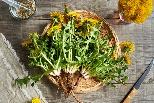 What Is Dandelion Herb?